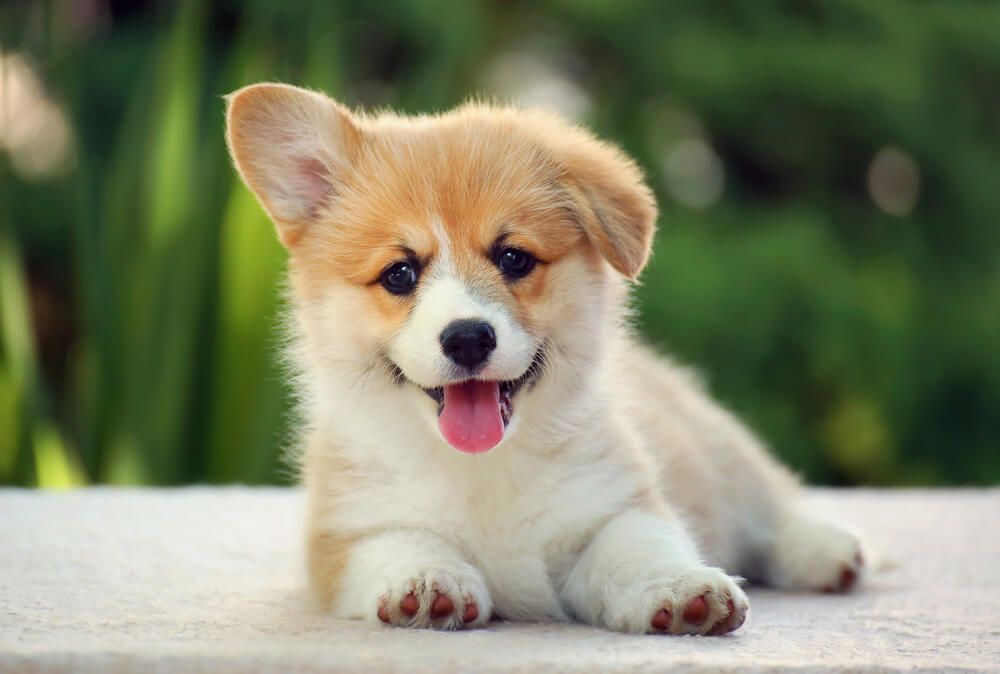 Cute Corgi Puppies For Sale In SG August 2023 Updated 