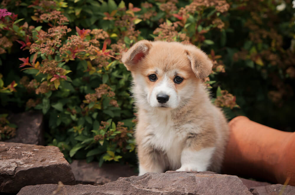 Corgi Puppy 2