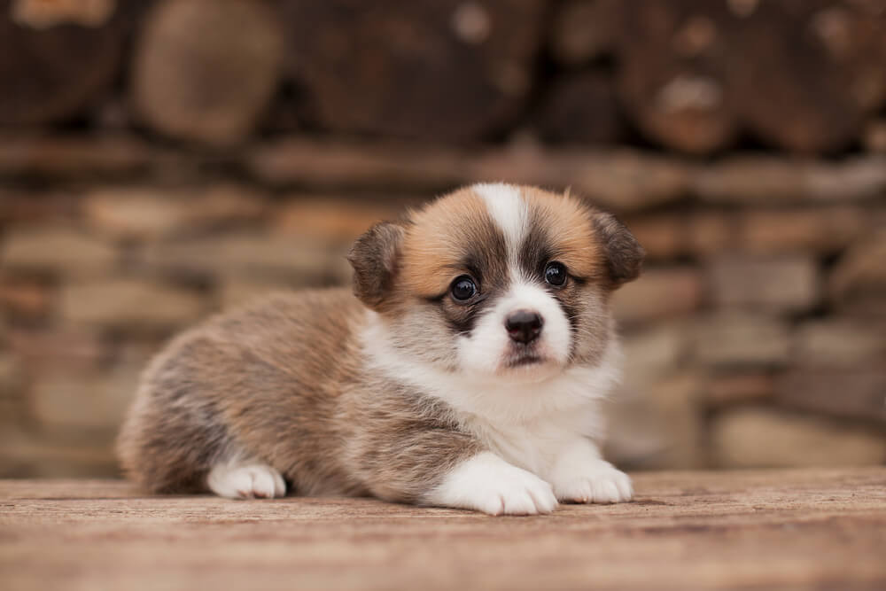 Corgi Puppy 5