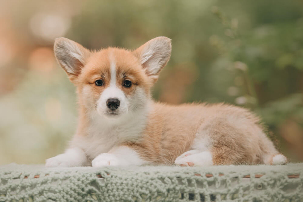 Corgi Puppy 7