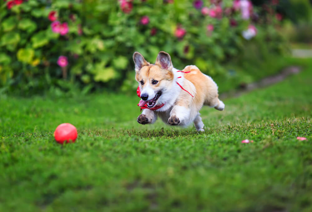Corgis are playful and are always eager to please Corgis are playful and are always eager to please