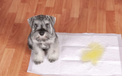 How to Potty Train a Puppy?