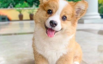 5 Reasons why you should get a corgi