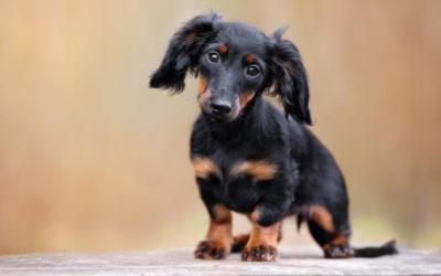 10 Things About Dachshunds Every Owner Should Know