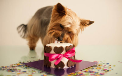 Dog Bakeries in Singapore to Buy Your Dog’s Next Birthday Cake
