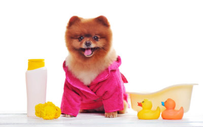 When And How To Bathe A Puppy