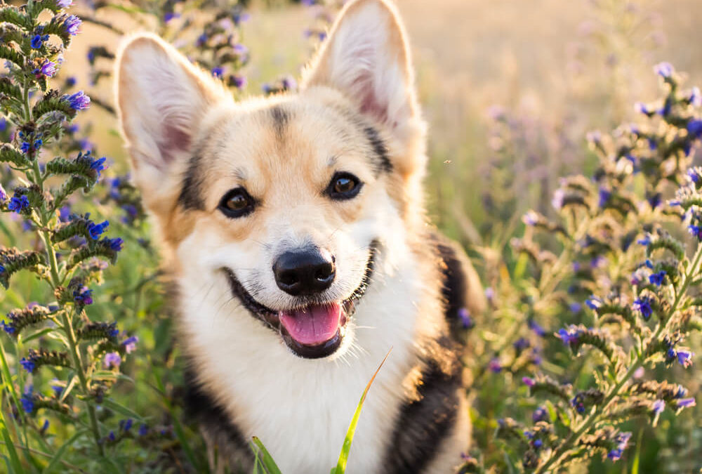 10 Corgi Facts That Make Them The Best Pets