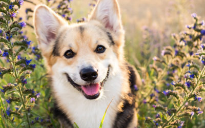 10 Corgi Facts That Make Them The Best Pets