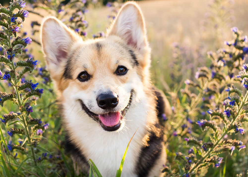 10 Corgi Facts That Make Them The Best Pets - April 2021