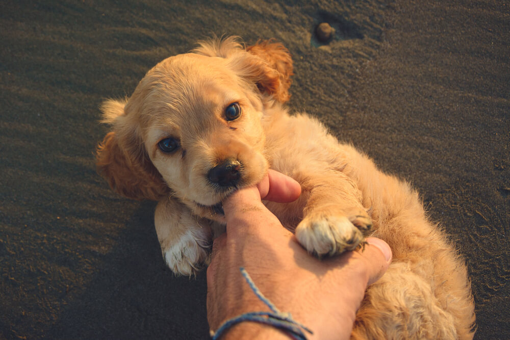 How to Get a Puppy to Stop Biting Guide
