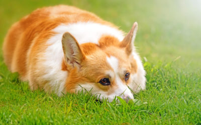 How to Prevent Bloat in Your Puppy?