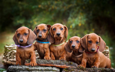 Top 150 Dachshund Names