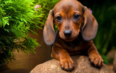 Dachshund Puppy Breed Facts, Personality, Types & Where to get one
