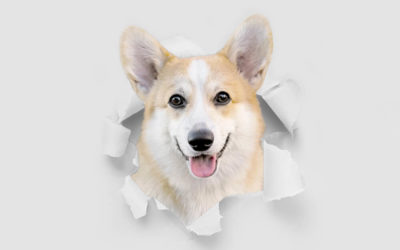 10 Things Only Pembroke Welsh Corgi Owners Understand