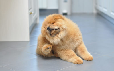 How To Treat And Prevent Fleas In Puppies?