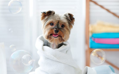 Dog Grooming Tips for Pet Parent