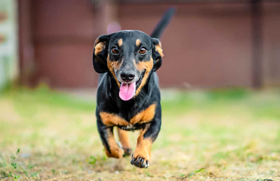 Dachshund Puppy Breed Facts, Personality, Types & Where to get one