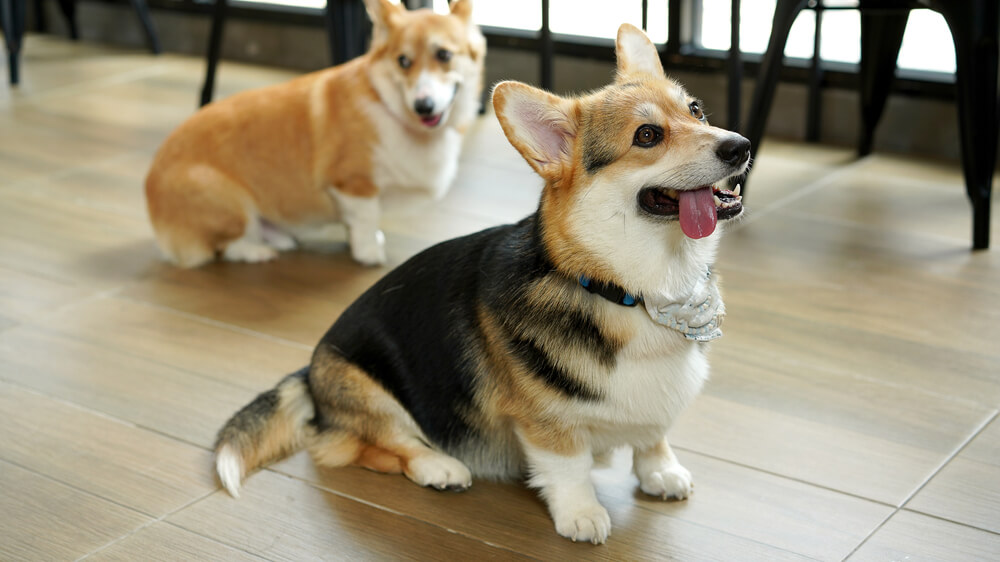 The Cardigan Welsh Corgi vs. the Pembroke Welsh Corgi