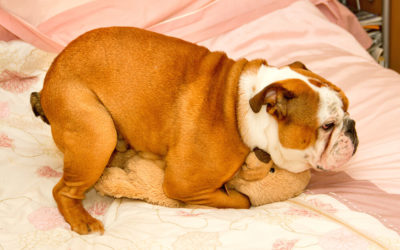 How To Stop Your Puppy From Humping?