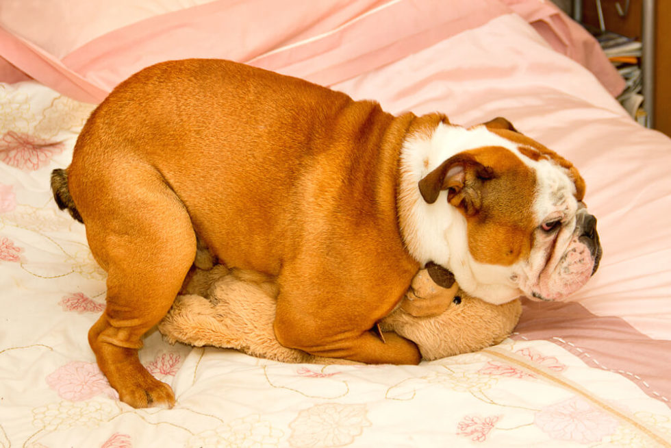 How To Stop Your Puppy From Humping? - Understanding Humping