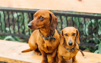 Is My Dachshund Miniature or Standard