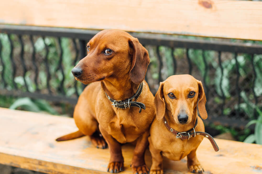 Miniature store dachshund size