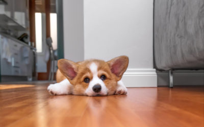 130+ Brilliant Ideas for Corgi Names