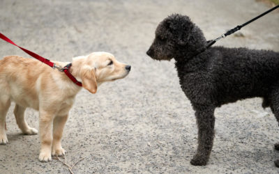 How To Introduce A New Puppy To An Older Dog