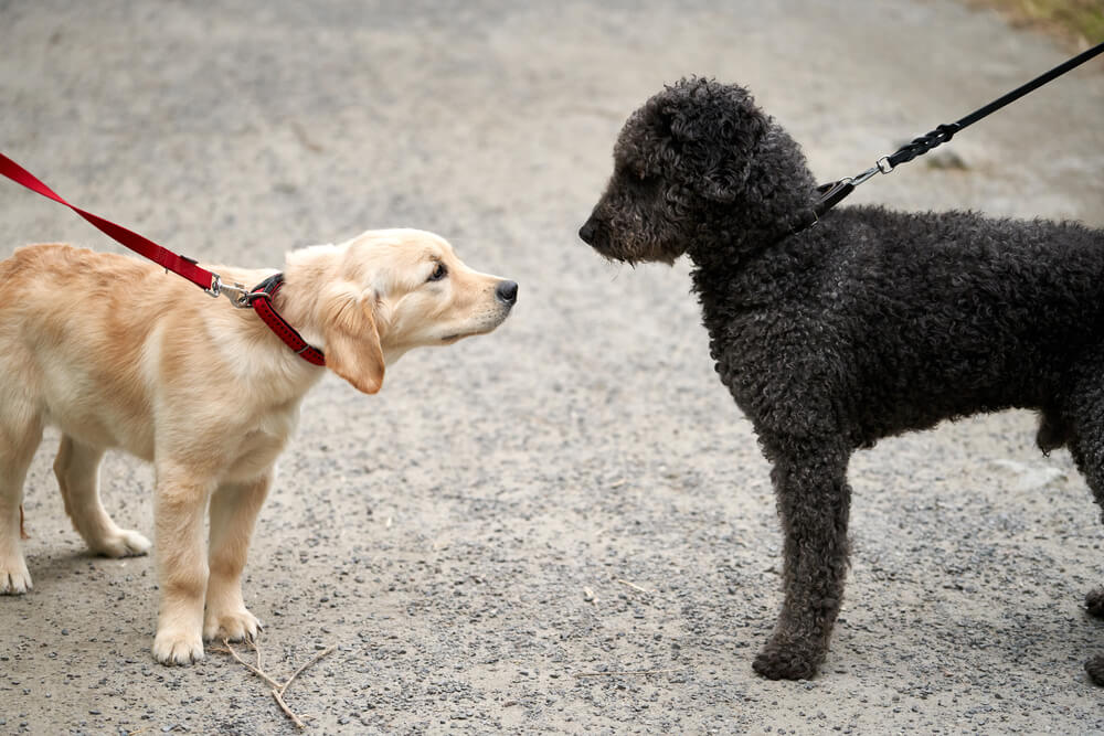 How To Introduce A New Puppy To An Older Dog