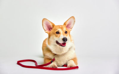 How to Leash Train your Puppy?