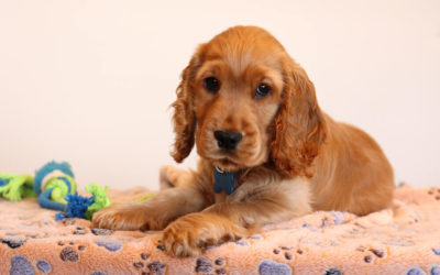 How to Teach Your Puppy Their Name?