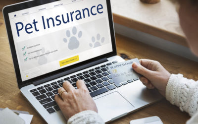 Complete Guide to Pet Insurance in Singapore 2021