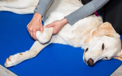 10 Places to Help Your Pet Recover and Get Fit
