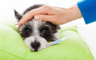 How To Spot A Sick Puppy?