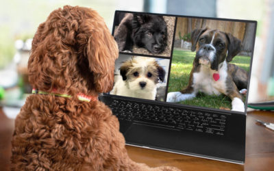 Puppy Socialization Checklist