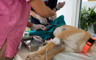 Dog Spaying and Neutering