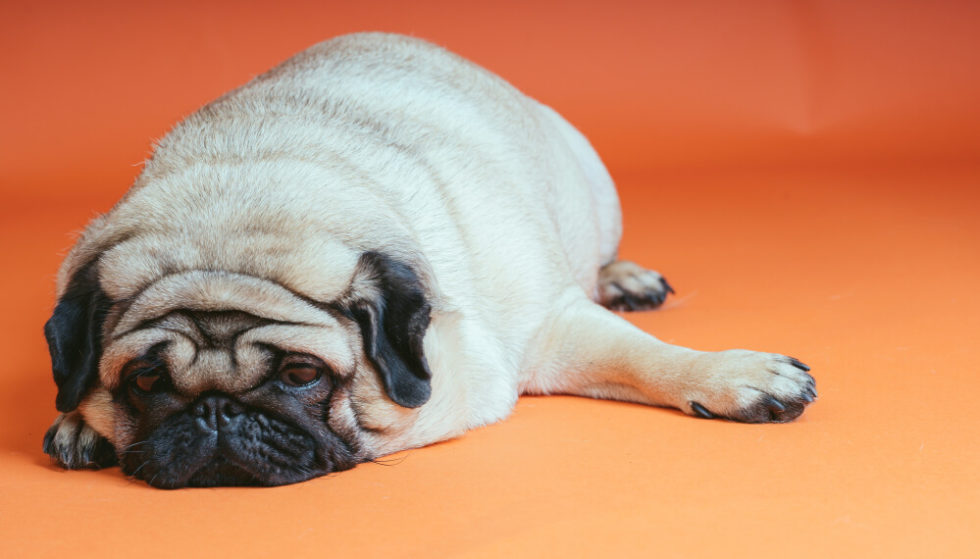 How to Prevent Bloat in Your Puppy? Symptoms and Causes