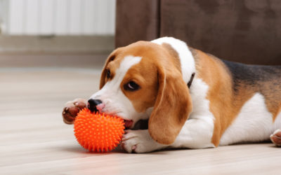 Puppy Teething Timeline