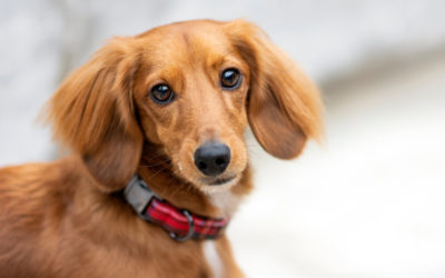 Things You Didn’t Know About the Dachshund
