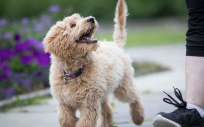 How to Train a Puppy?