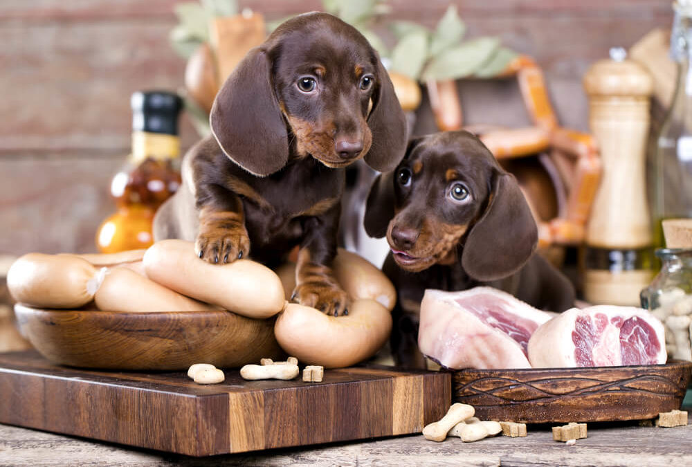 How to Transition Your Dog to a New Food?