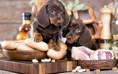 How to Transition Your Dog to a New Food?