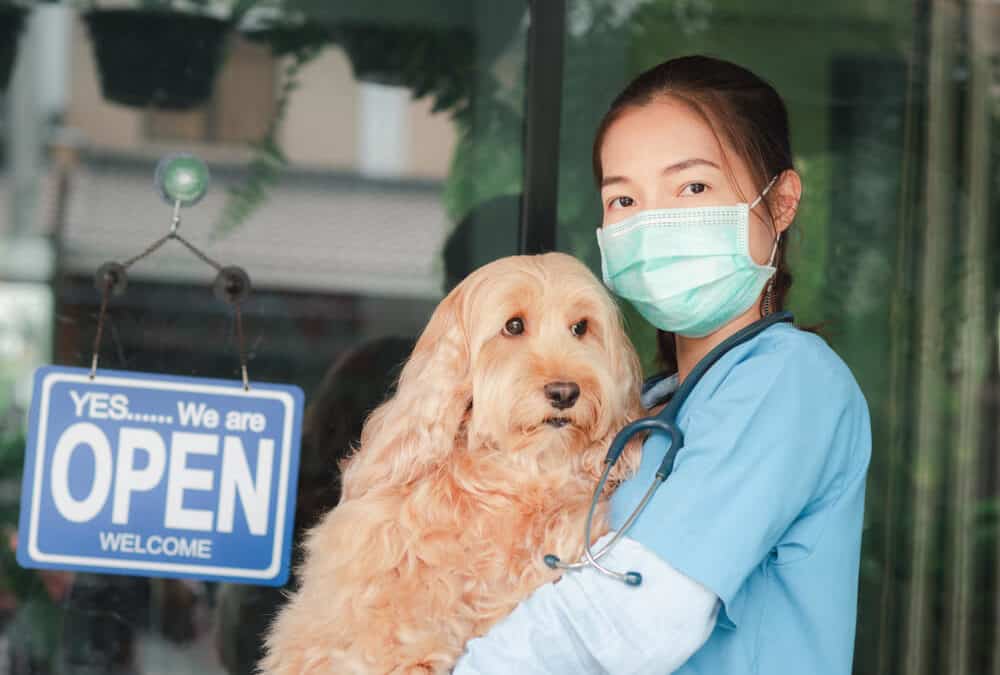 Complete List of 24-Hour Vet Clinics in Singapore 2021