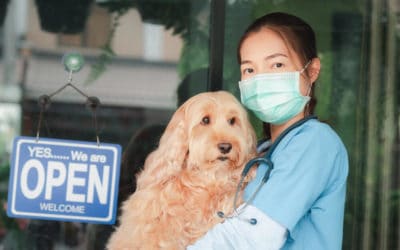 Complete List of 24-Hour Vet Clinics in Singapore 2021