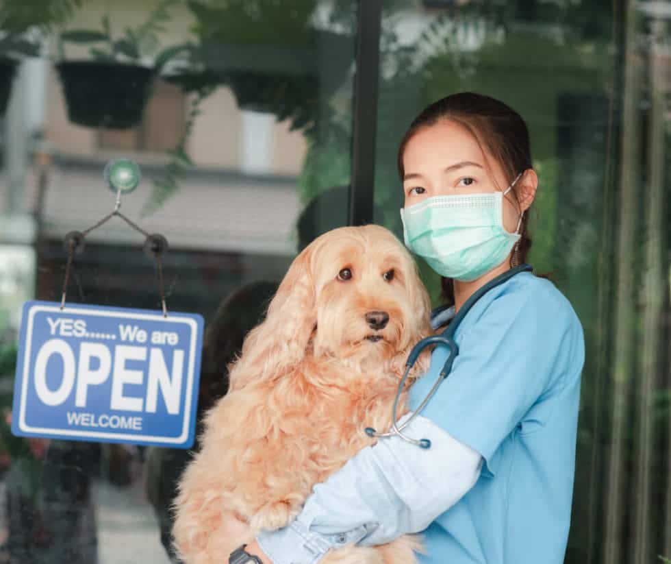 Complete List of 24Hour Vet Clinics in Singapore 2021