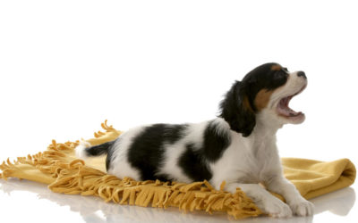 How to Handle Puppy Whining the Right Way?