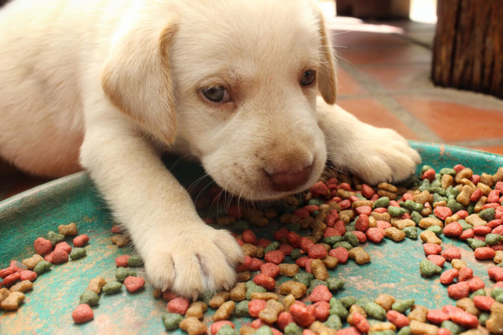 How and When to Switch from Puppy to Adult Dog Food?