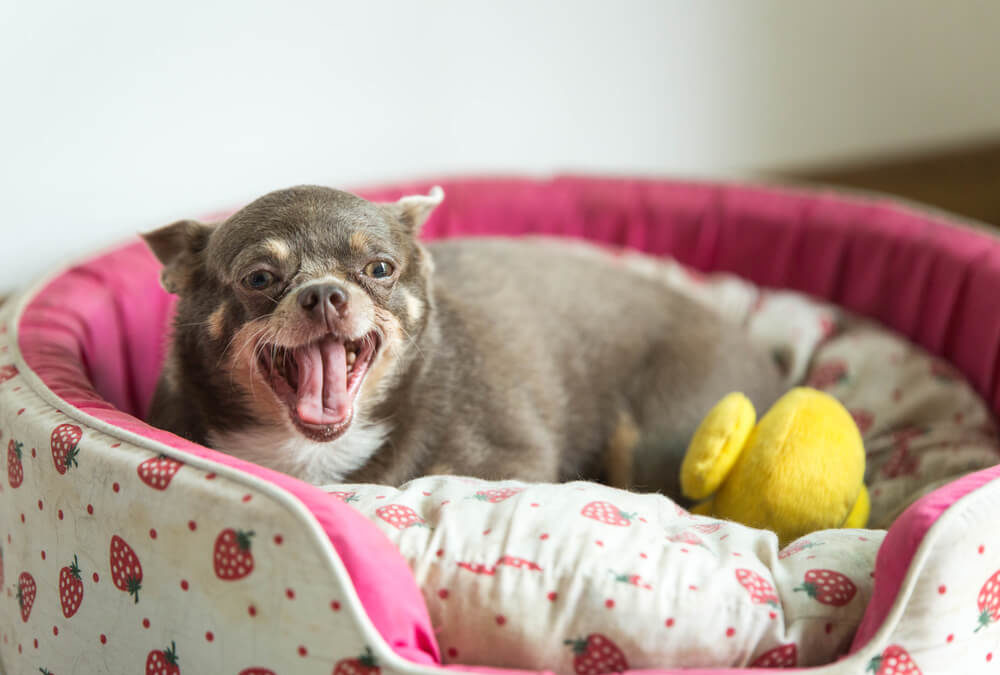 How To Stop A Puppy From Barking In His Crate At Night