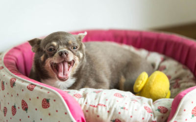 How To Stop A Puppy From Barking In His Crate At Night