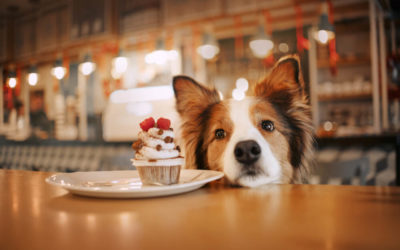 Complete List of Dog Cafes in Singapore